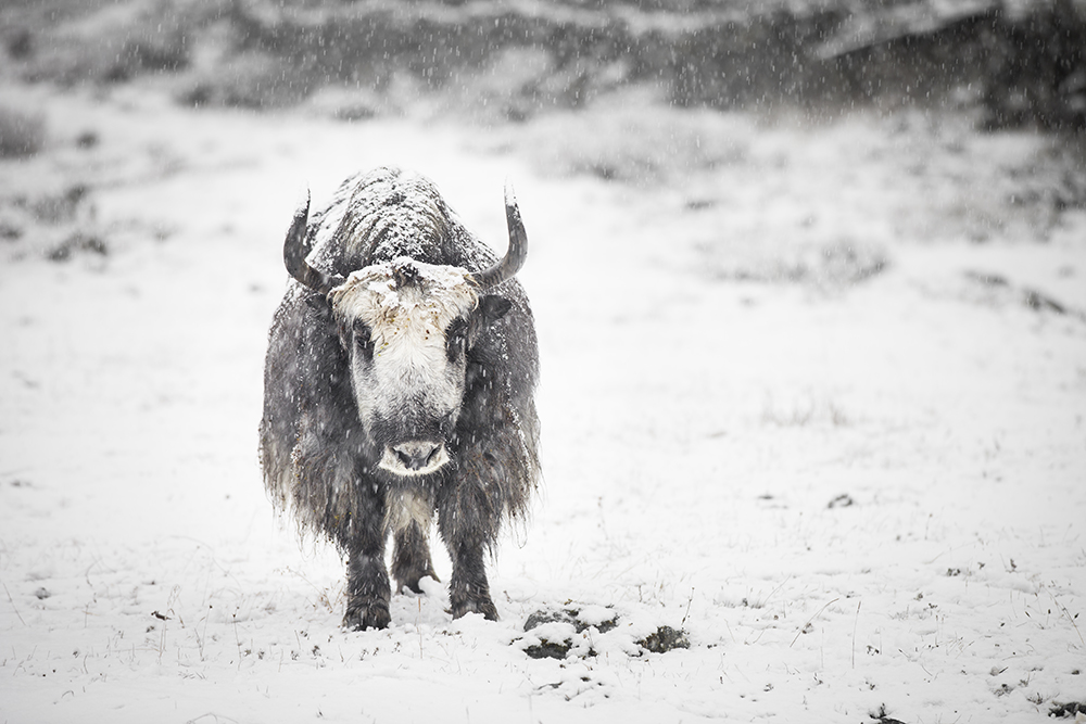 Yak in Snow, Rolwaling Valley, Nepal