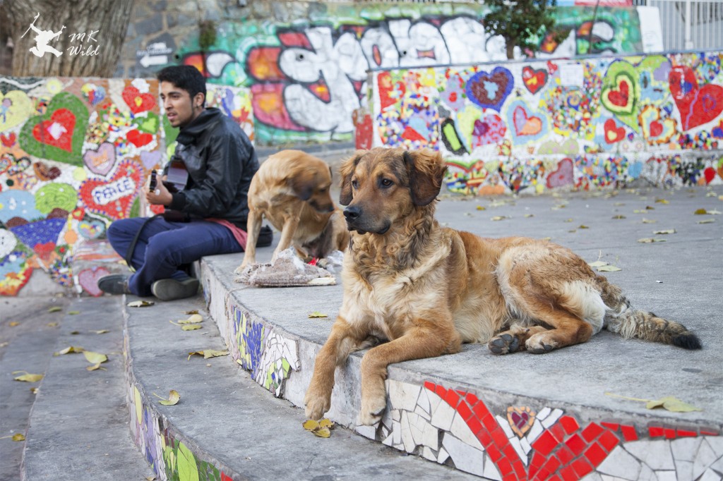 Valapariso Chile art graffiti Climbing Travel