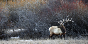Elk, Hunting, Hunt, Bull Elk, Rocky Mountain National Park, Rocky Mountain, Estes Park, Colorado