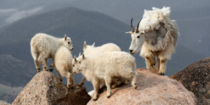 Babysitter, Mountain Goats, Colorado, Goat, Family