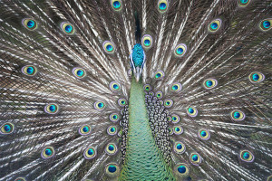Peafowl, Peacock, Thailand, Beautiful, Colorful