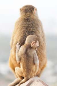 A baby monkey holds on to mother