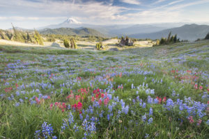 Flowers, Wildflowers, Mt. Adams, Goat Rocks