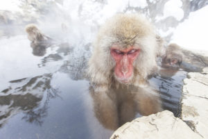 Monkey, Spa, Japan